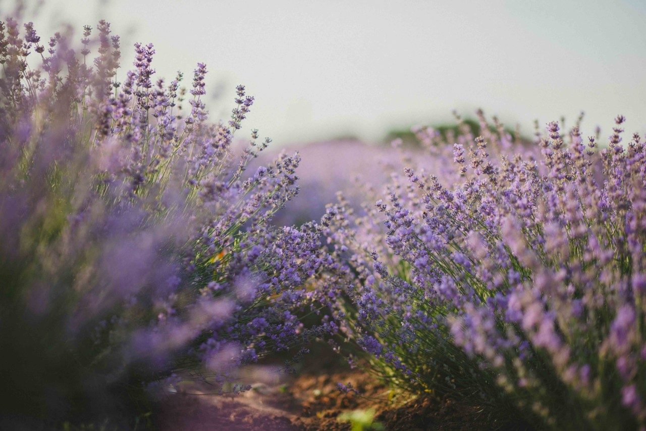 Sensorial fragrances & skincare